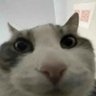 Profilbild von pepo