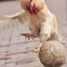 Profilbild von TGC