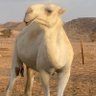 الحكيم 的头像