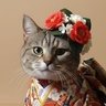 Фото профиля はなちゃん