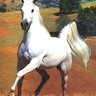 Shadowfax's profile picture