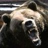 Face of bear's profile picture