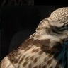 هَـجس profil fotoğrafı