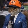 whodeysquirrel 的头像