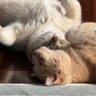 Фото профиля Aloof Cat