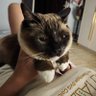 一念天堂 profil fotoğrafı