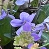 花紫 profil fotoğrafı
