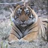 Фото профиля Manu Adelaide