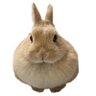 Profilbild von sir rabbit