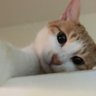 ひろ🐈's profile picture