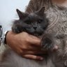 Mirai CatsFamily | Steril • Cat Hotel • Transpet 的头像