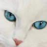 白猫黒猫のP🧊🌬️ profil fotoğrafı