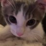 Jibber Jabber's profile picture