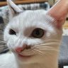 Фото профиля てんすた | 個人開発