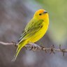Birdsong by the river 的头像