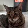 CatMatt profil fotoğrafı