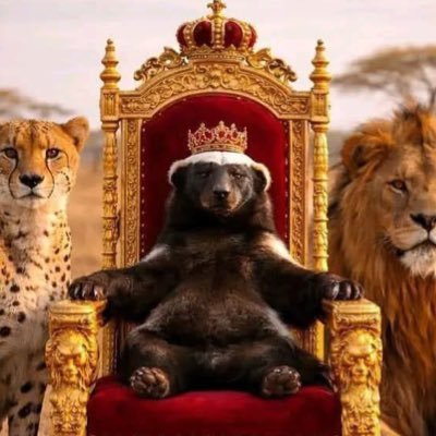 ilmellivora's profile picture