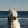 Profilbild von El Gato