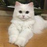 Isa 的头像