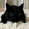 小僧−kozou−1's profile picture