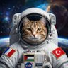Chat_Perché 🇫🇷🇵🇸🇹🇷 的头像