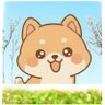 豆柴のまめちゃん|🐾まるキュン!🌟's profile picture