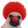 Profilbild von Puggy the Clown