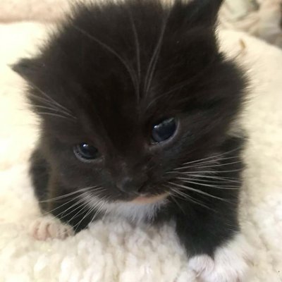 hina's profile picture