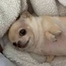 Sheberry's profile picture