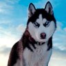 Фото профиля Husky_26 🔥