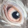 Profilbild von キュニコス派