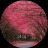 Q8pureness profil fotoğrafı