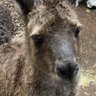 Profilbild von 伸縮自在の愛