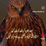 Owais Khan's profile picture