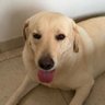 Alexorjuela's profile picture