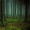ThinkInNatureX profil fotoğrafı