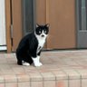 Profilbild von 序盤攻略中のトレーダー スノーヒル