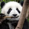 Liquid Panda, PhD profil fotoğrafı