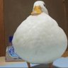 Фото профиля duck