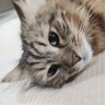 はね 的头像