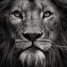 StormWatcher_17's profile picture