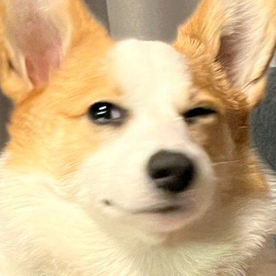 新しい身体's profile picture