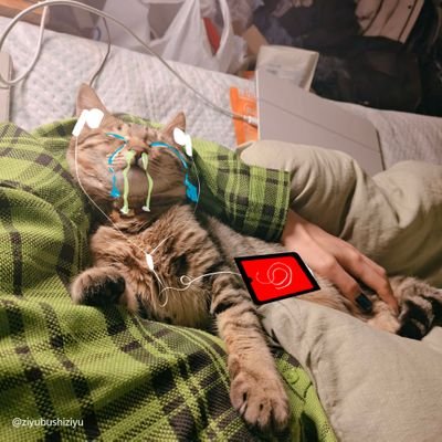 ziyubushiziyu's profile picture