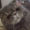 SATANHOTDOG 地獄門口賣熱狗的貓 profil fotoğrafı