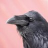 Hrabns 🐦⬛'s profile picture