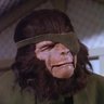 Solid Ape's profile picture