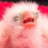 Poaster_of_Shite's profile picture