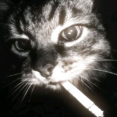 k's profile picture