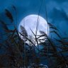 Profilbild von sami