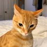 گوربا profil fotoğrafı
